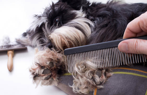 Dog Grooming Service In Noida